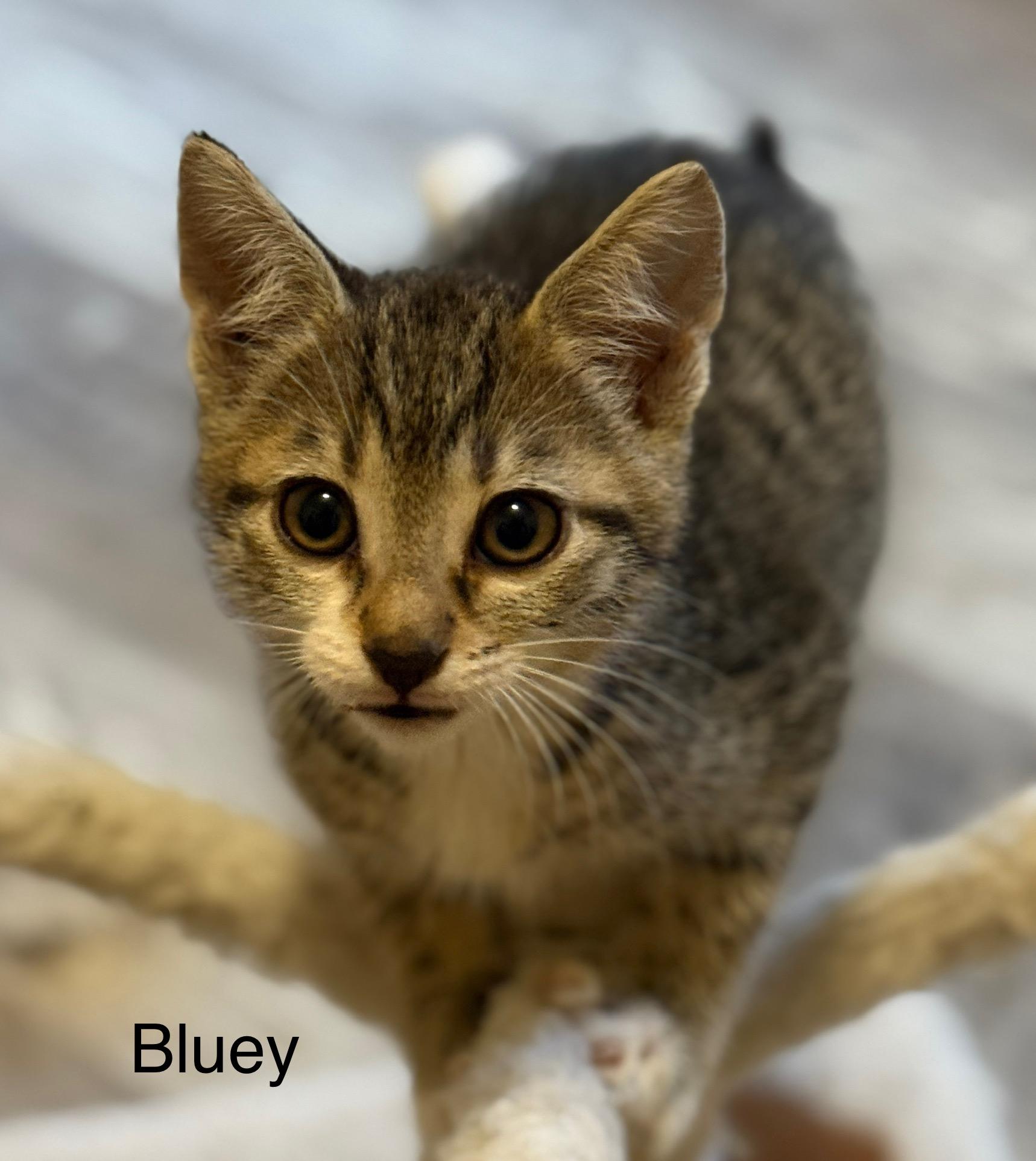 Enlarge Bluey, a ADOPTABLE mixed breed in Renton, WA image 2/4
