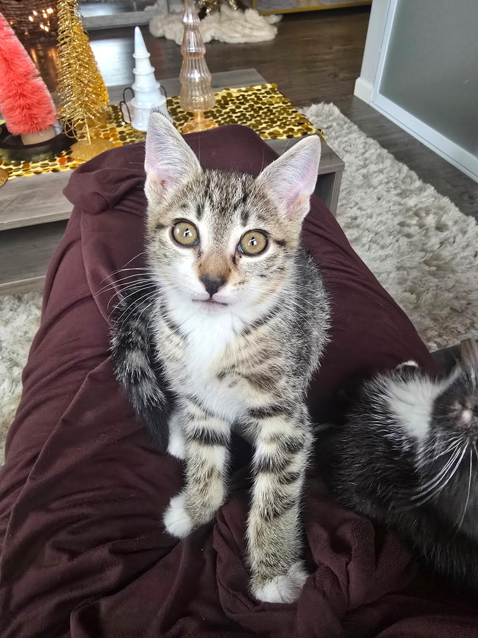 Bluey, ADOPTABLE, Kitten Female Domestic Short Hair.