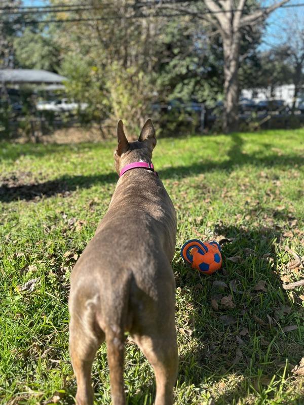 Enlarge Angel, a Adoptable mixed breed in Austin, TX image 1/1