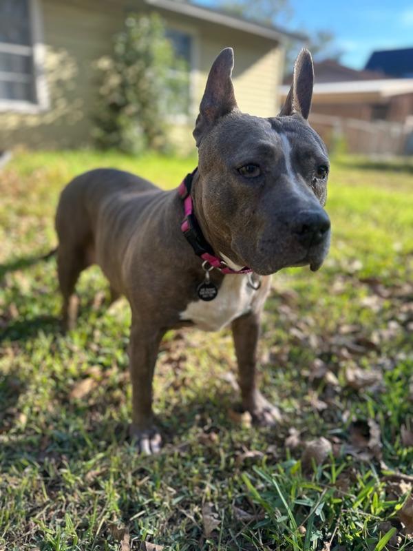 Angel — thumbnail 4