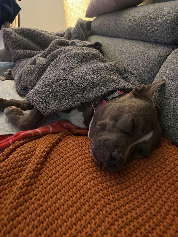 Angel — thumbnail 6