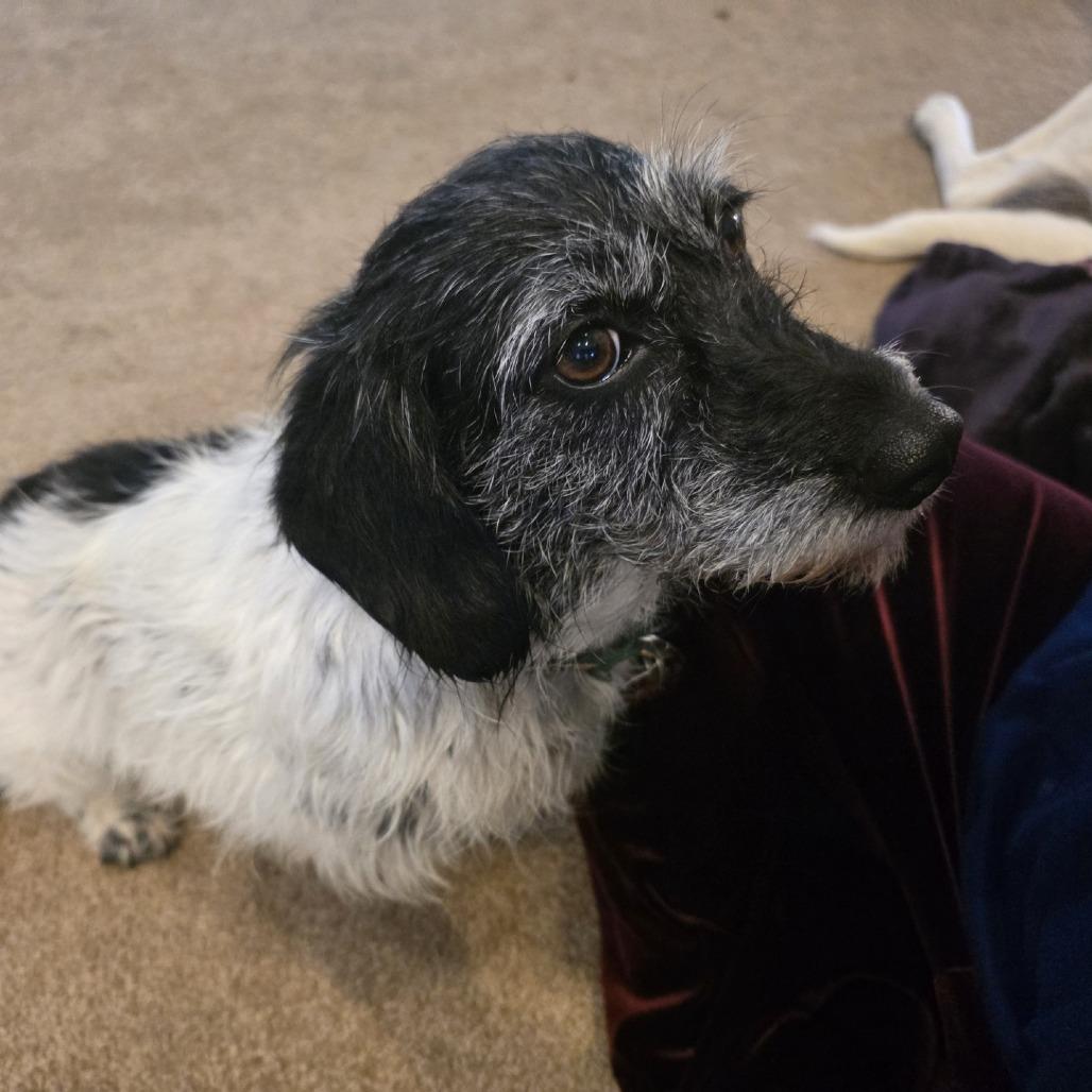 Fifi, Adoptable, Adult Female Beagle & Poodle.