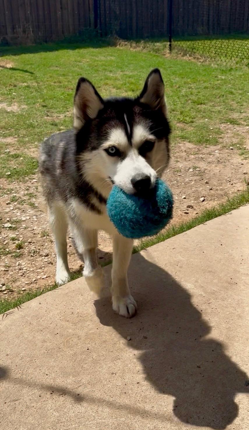 Enlarge Vixen , a ADOPTABLE Siberian Husky in Forney, TX image 2/3