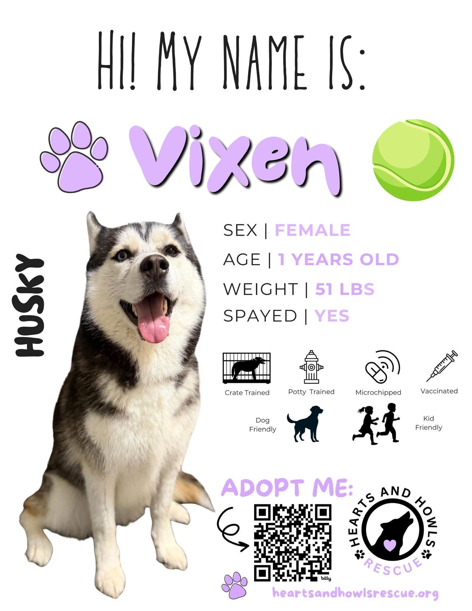 Vixen , ADOPTABLE, Adult Female Siberian Husky.