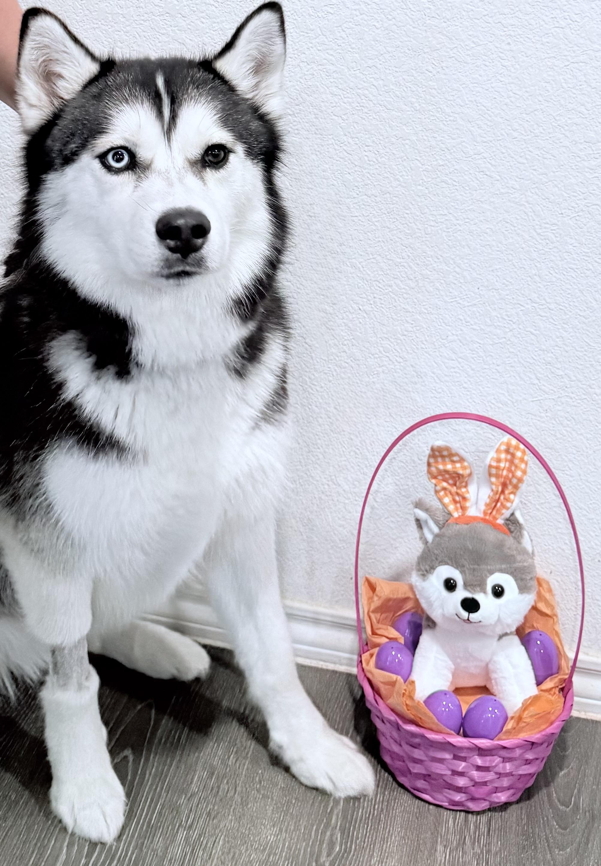 Enlarge Vixen , a ADOPTABLE Siberian Husky in Forney, TX image 3/3