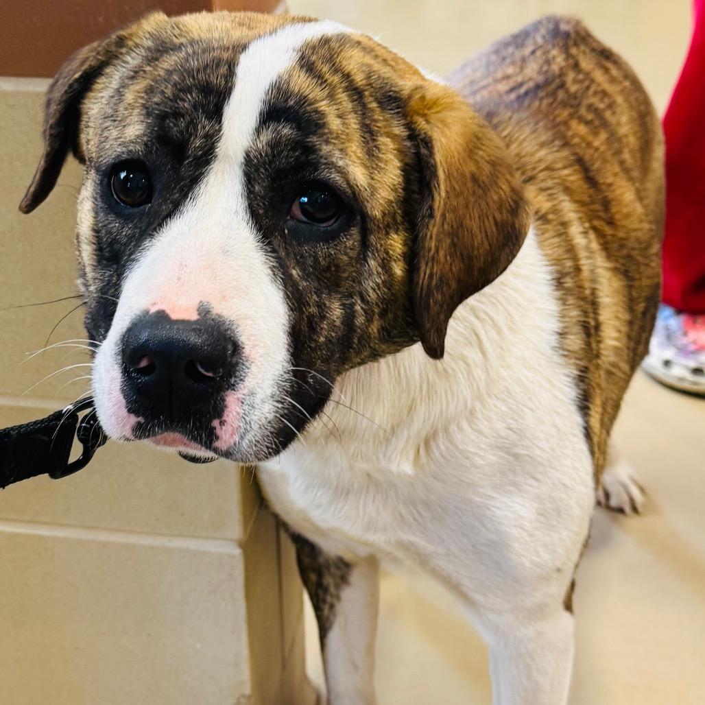 Precious, Adoptable, Young Female Mixed Breed.