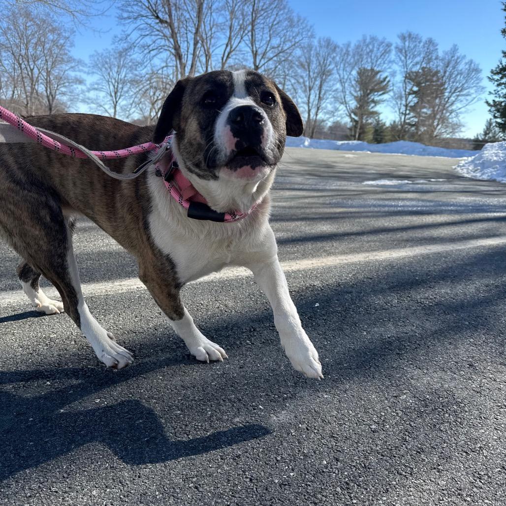 Enlarge Precious, a Adoptable Mixed Breed in Winston-Salem, NC image 2/6