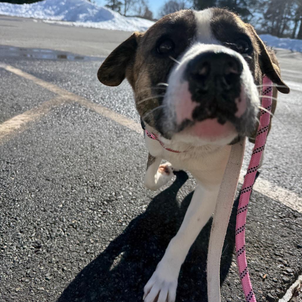 Enlarge Precious, a Adoptable Mixed Breed in Winston-Salem, NC image 3/6