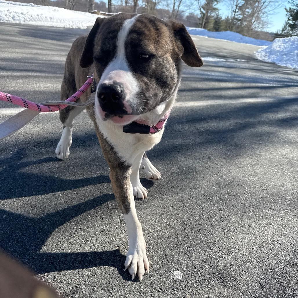 Enlarge Precious, a Adoptable Mixed Breed in Winston-Salem, NC image 4/6
