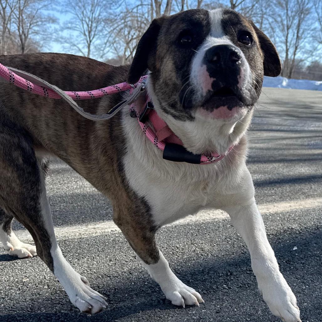Enlarge Precious, a Adoptable Mixed Breed in Winston-Salem, NC image 5/6