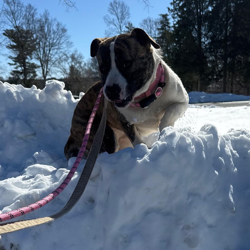 Enlarge Precious, a Adoptable Mixed Breed in Winston-Salem, NC image 6/6