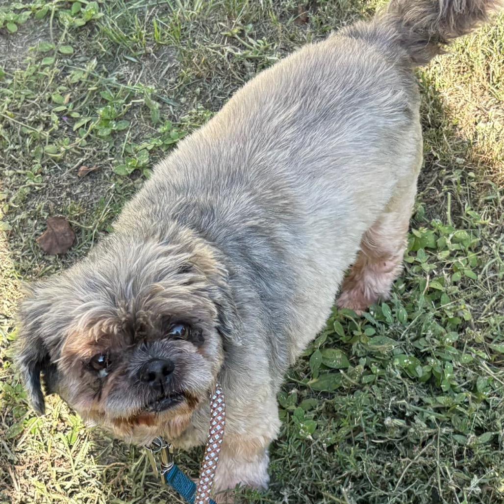 Teddy B, Adoptable, Senior Male Shih Tzu.