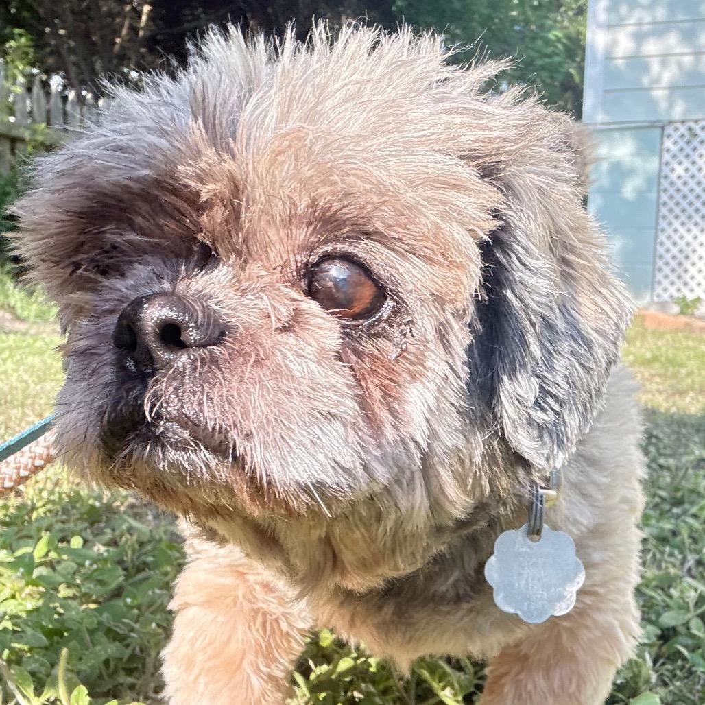 Enlarge Teddy B, a Adoptable Shih Tzu in Gulfport, MS image 2/6