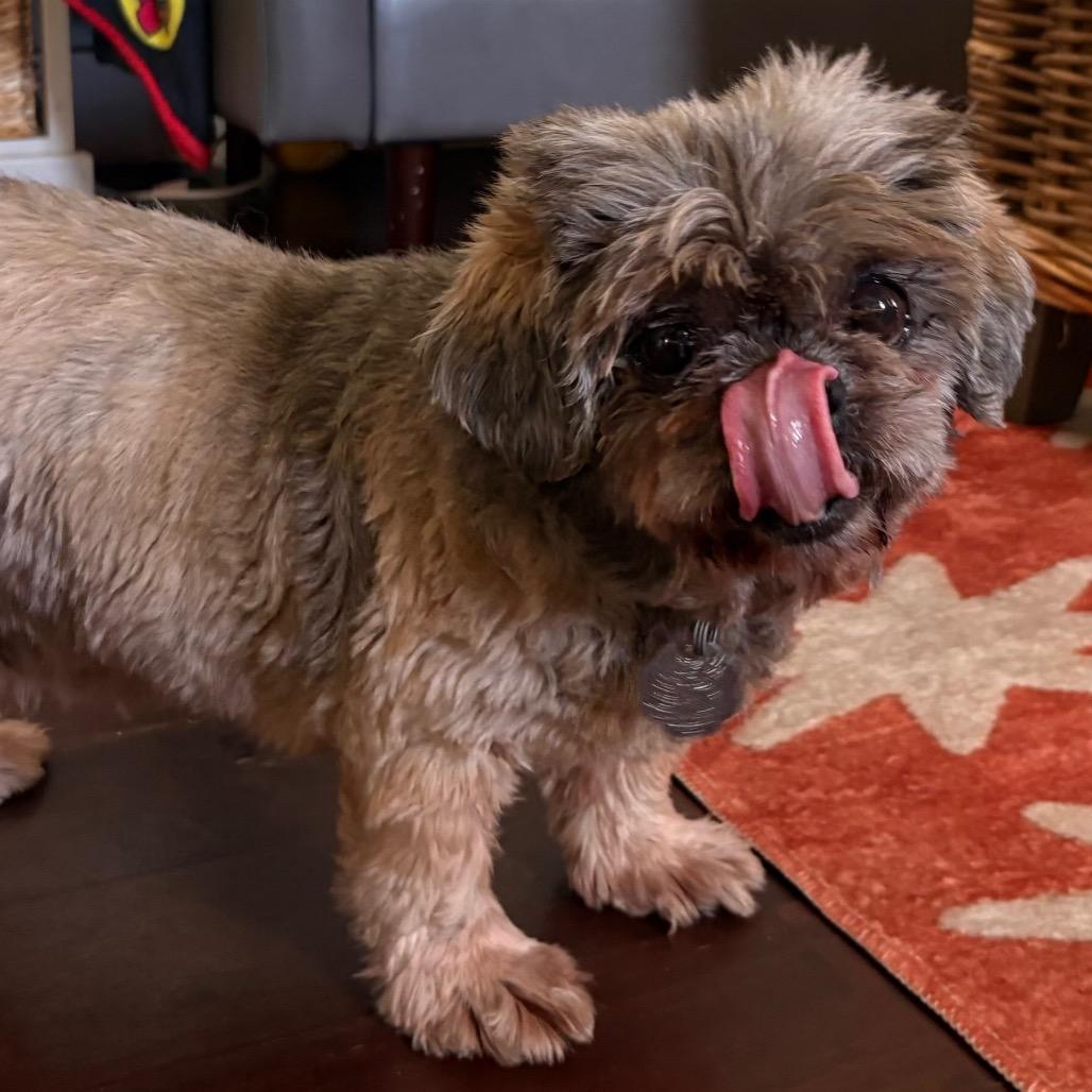 Enlarge Teddy B, a Adoptable Shih Tzu in Gulfport, MS image 3/6