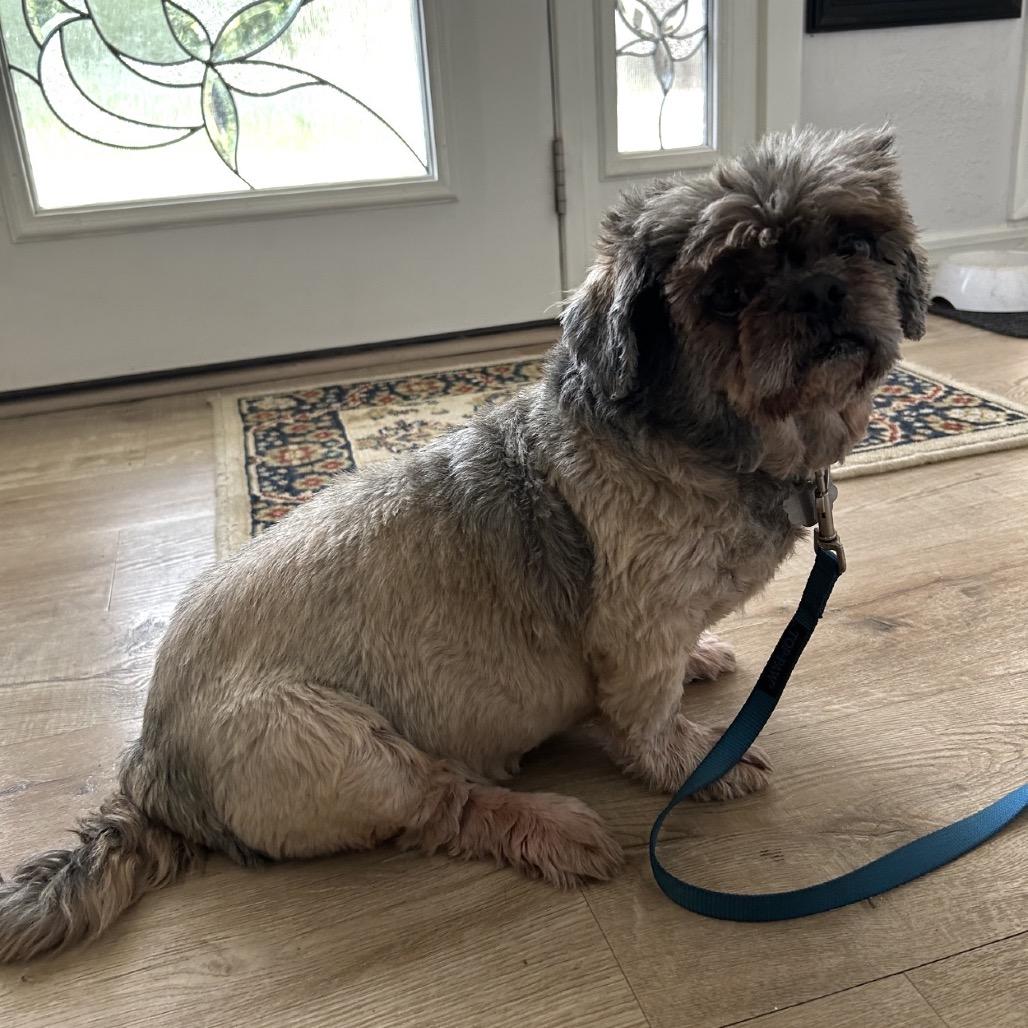 Enlarge Teddy B, a Adoptable Shih Tzu in Gulfport, MS image 4/6