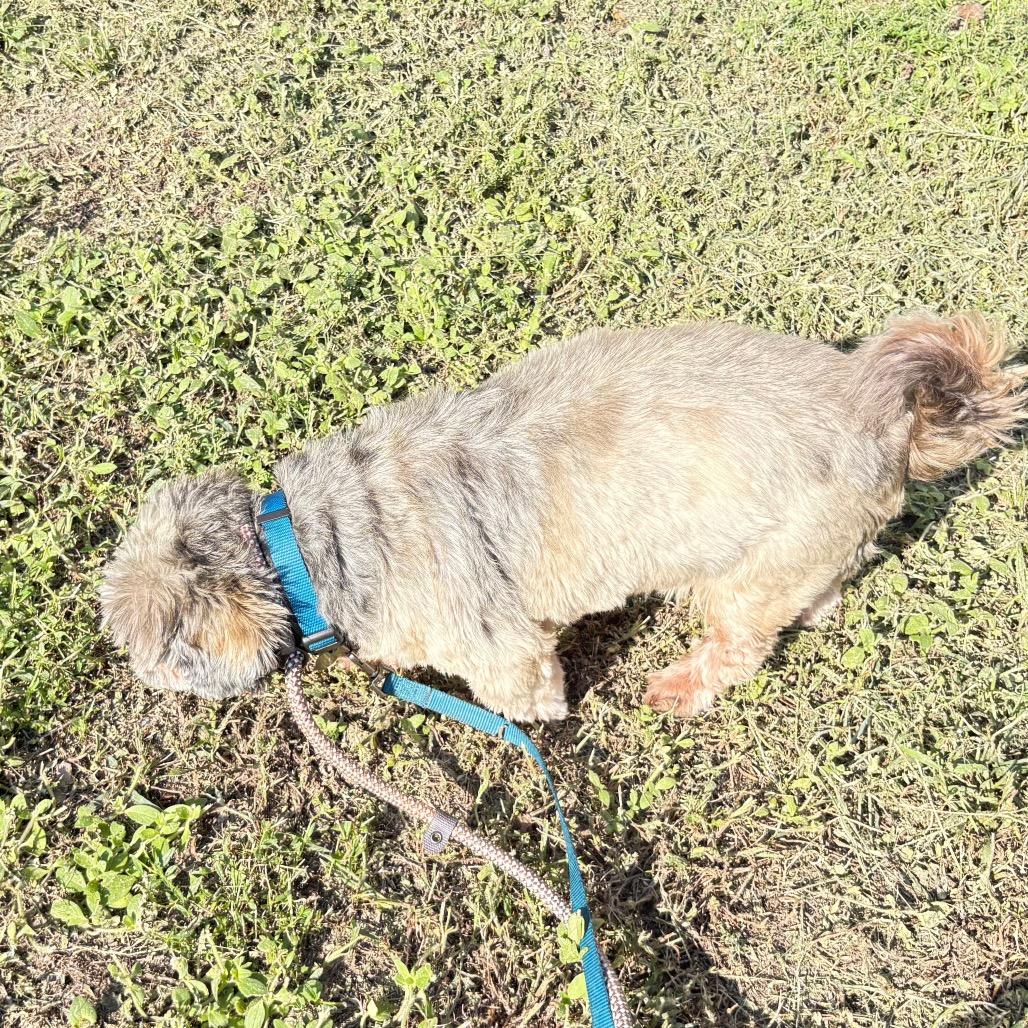 Enlarge Teddy B, a Adoptable Shih Tzu in Gulfport, MS image 5/6
