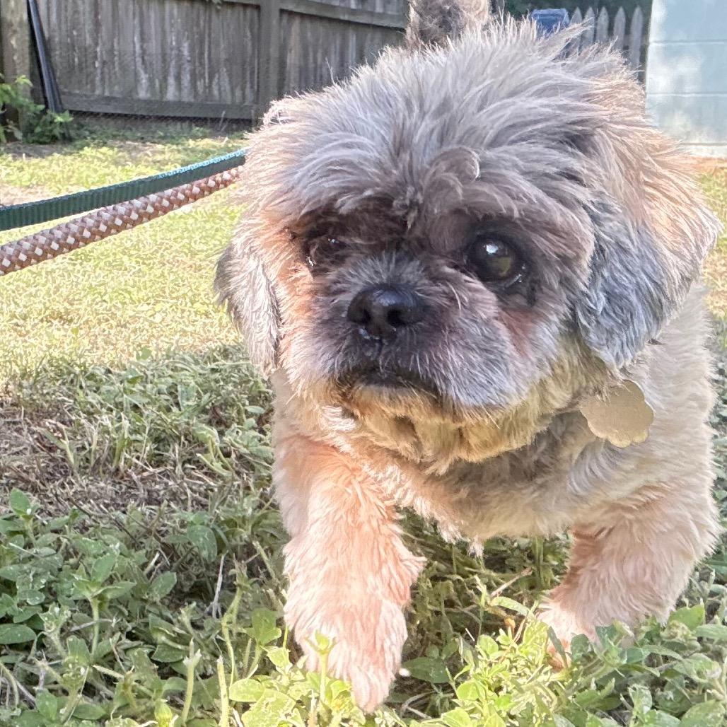 Enlarge Teddy B, a Adoptable Shih Tzu in Gulfport, MS image 6/6