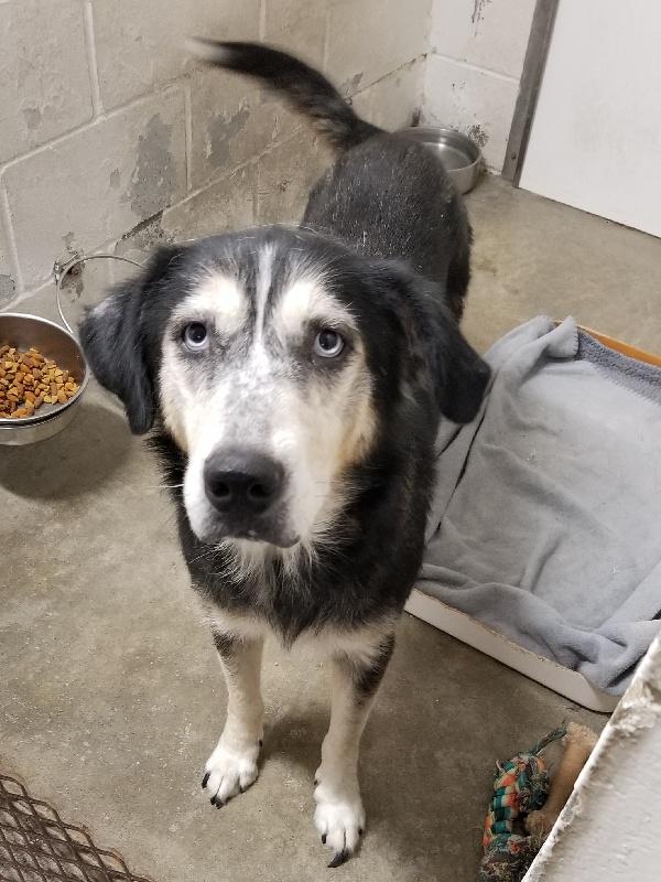 Enlarge JOSEPHINA, a Adoptable mixed breed in Cincinnati, OH image 1/1