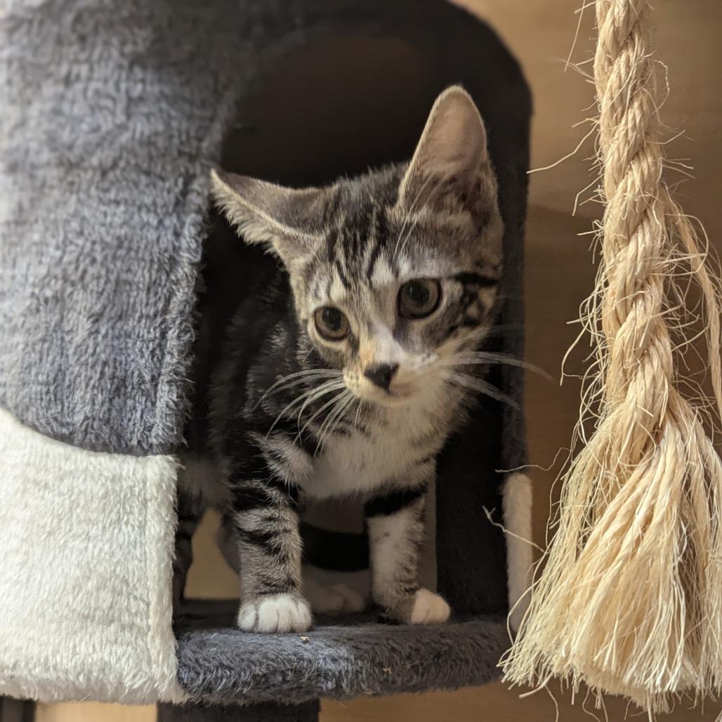 Rory, Adoptable, Kitten Female Domestic Short Hair.