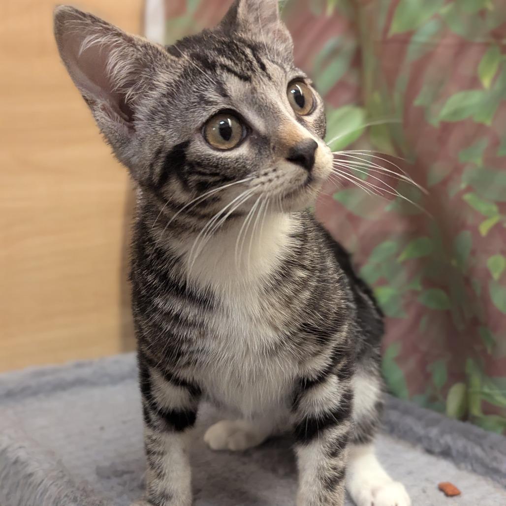 Enlarge Rory, a Adoptable Domestic Short Hair in Medford, NJ image 2/4