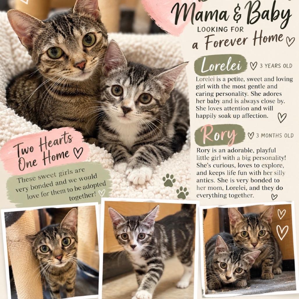 Enlarge Rory, a Adoptable Domestic Short Hair in Medford, NJ image 3/4