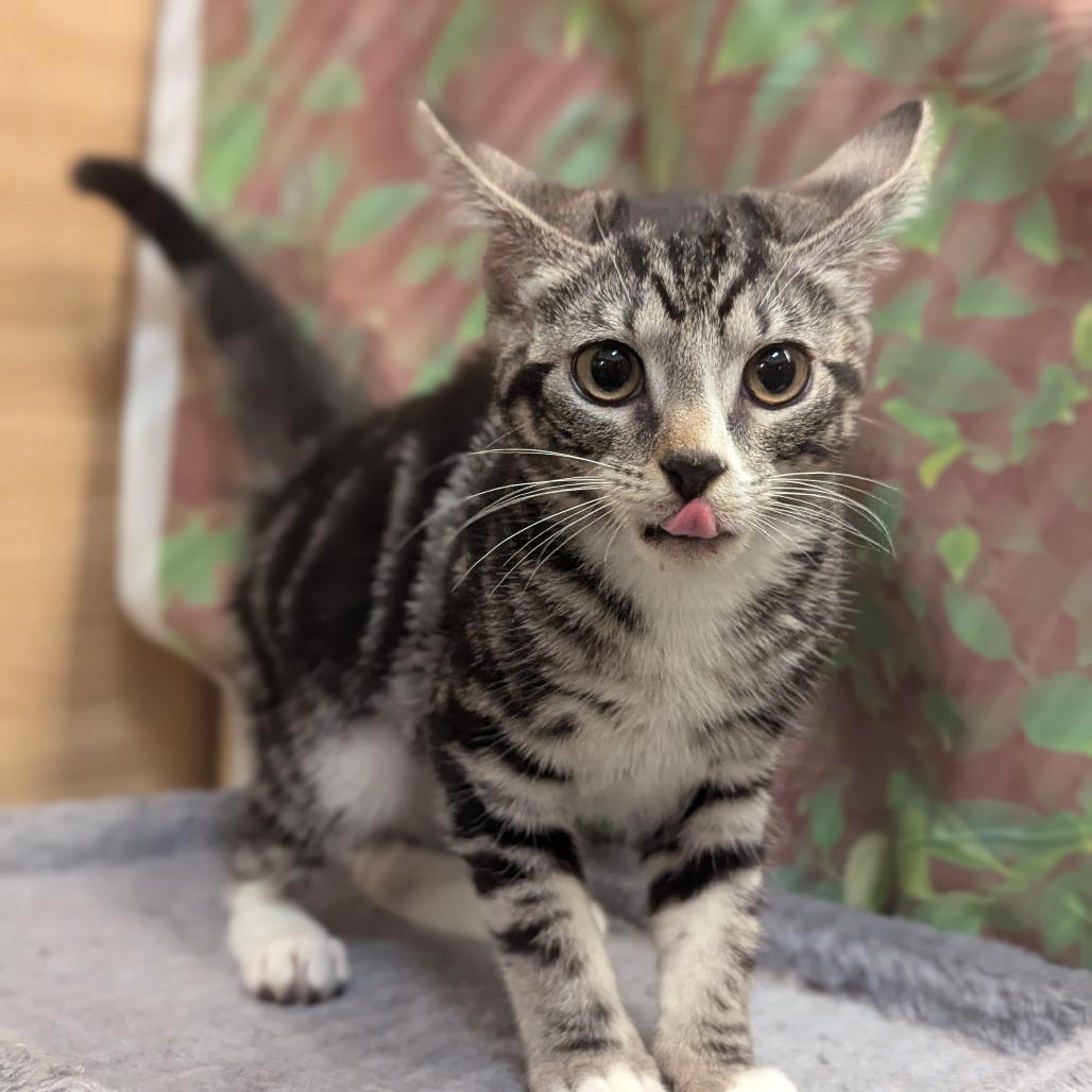 Enlarge Rory, a Adoptable Domestic Short Hair in Medford, NJ image 4/4