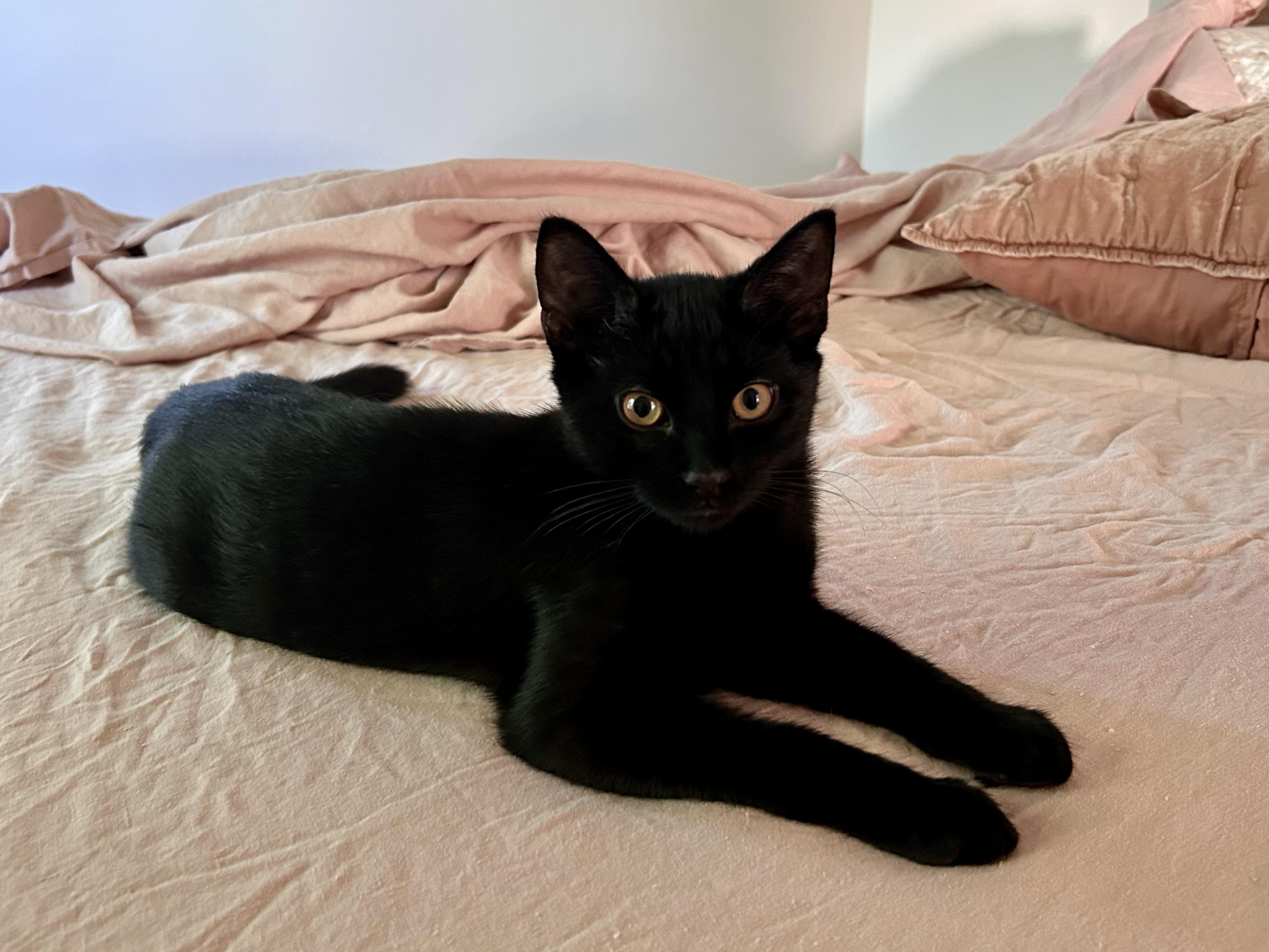 Jet, an adopted Domestic Short Hair in Flushing, NY image 1/6