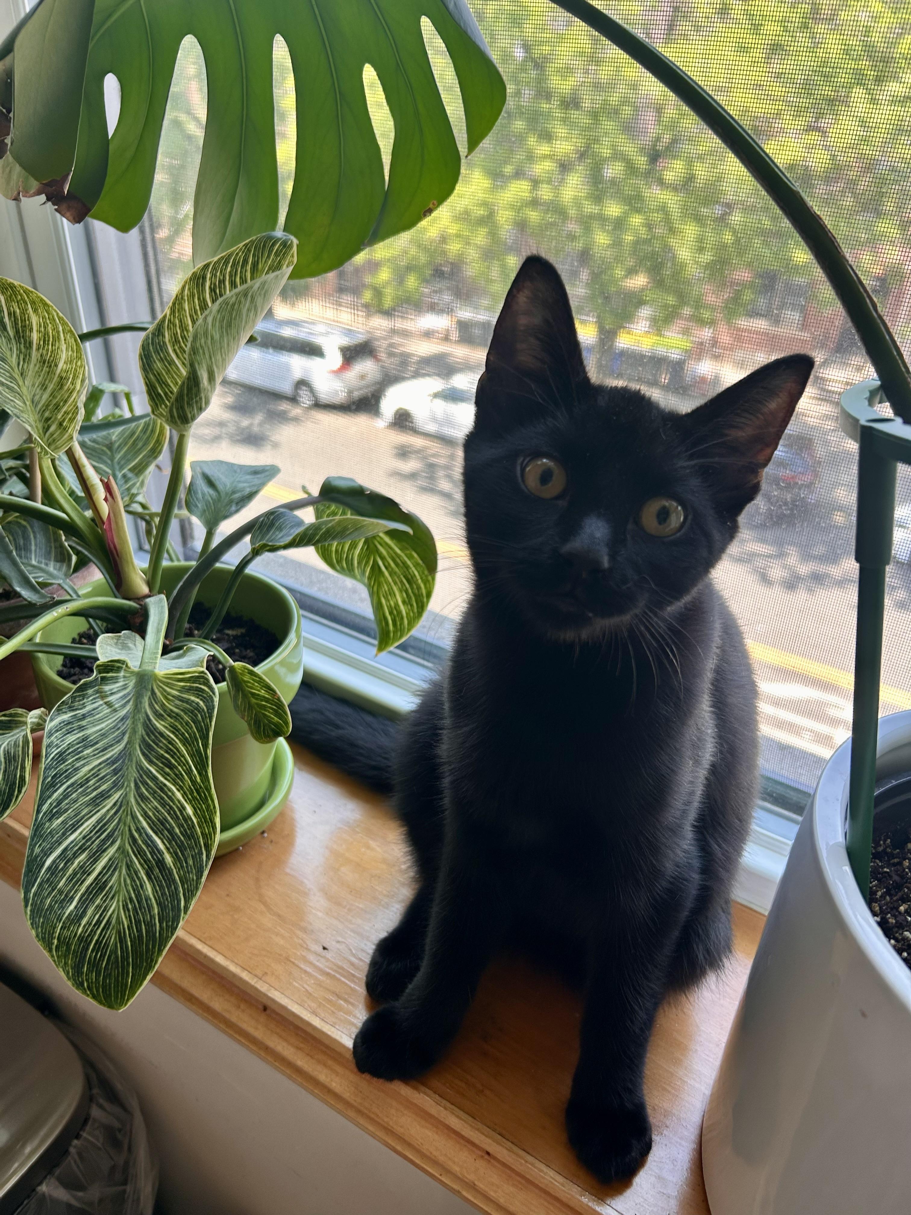 Jet, an adopted Domestic Short Hair in Flushing, NY image 3/6