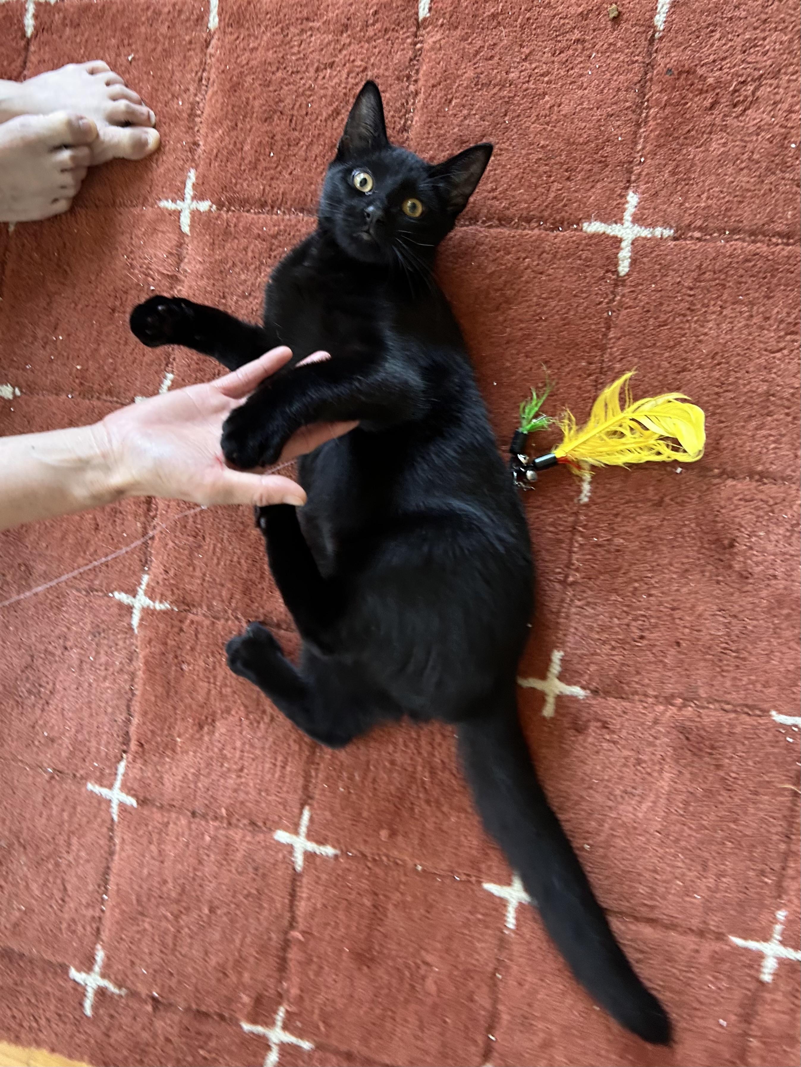 Jet, an adopted Domestic Short Hair in Flushing, NY image 5/6