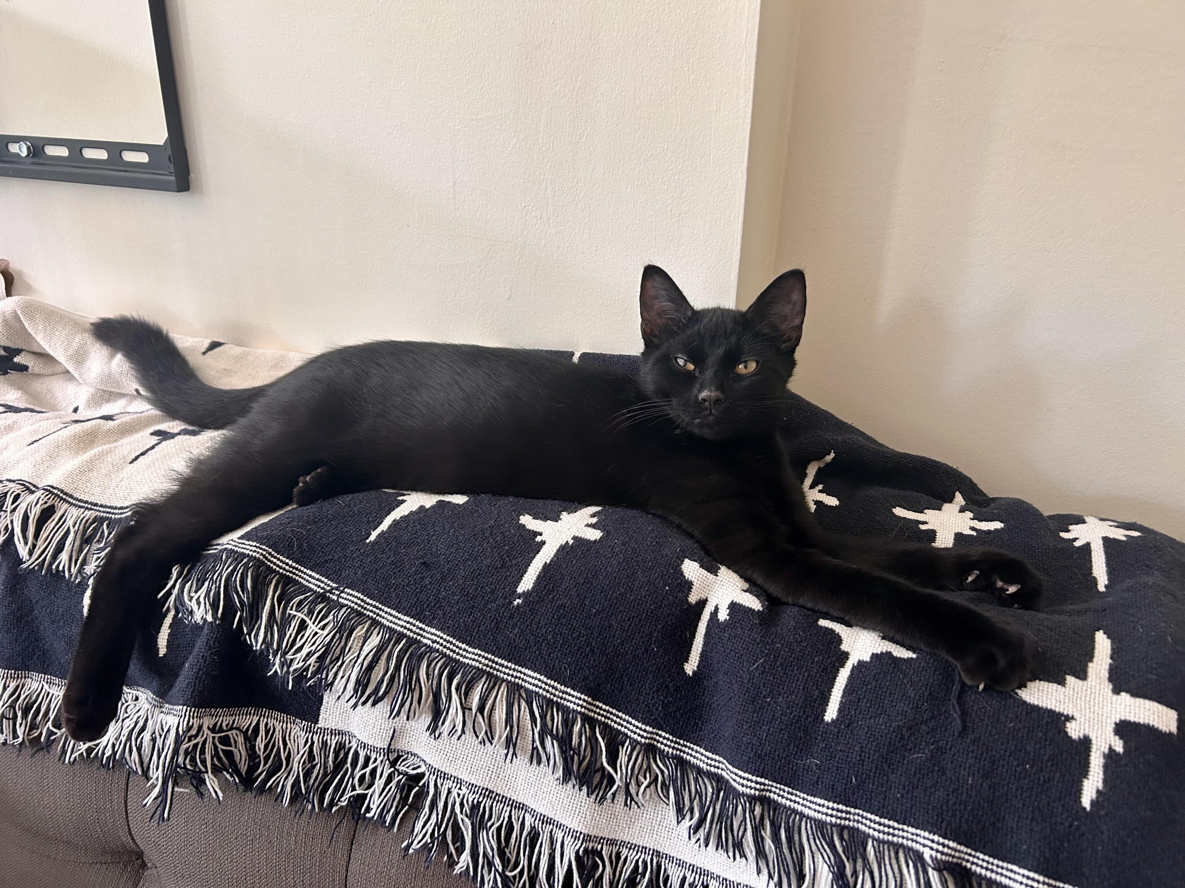 Jet, an adopted Domestic Short Hair in Flushing, NY image 6/6