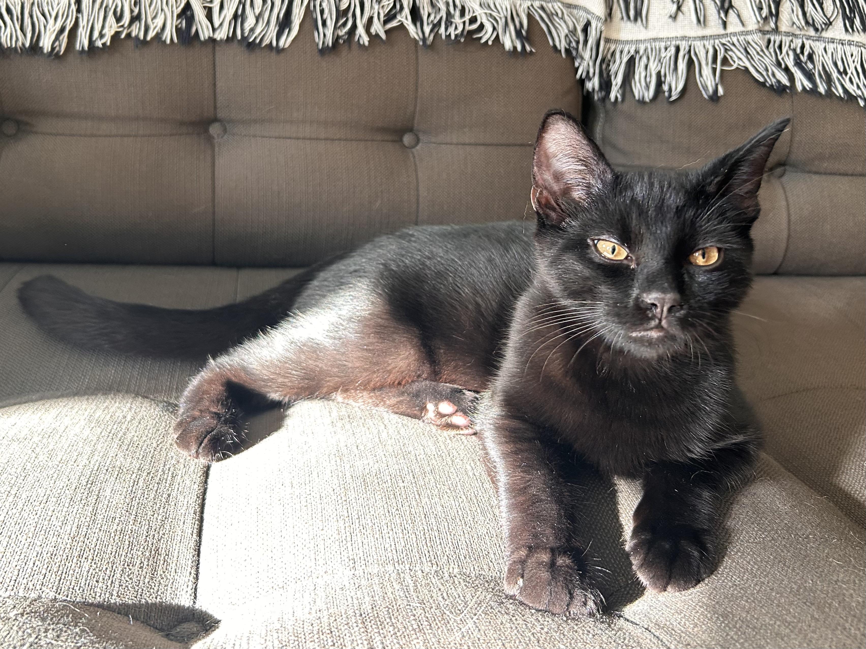 Jet, an adopted Domestic Short Hair in Flushing, NY image 4/6