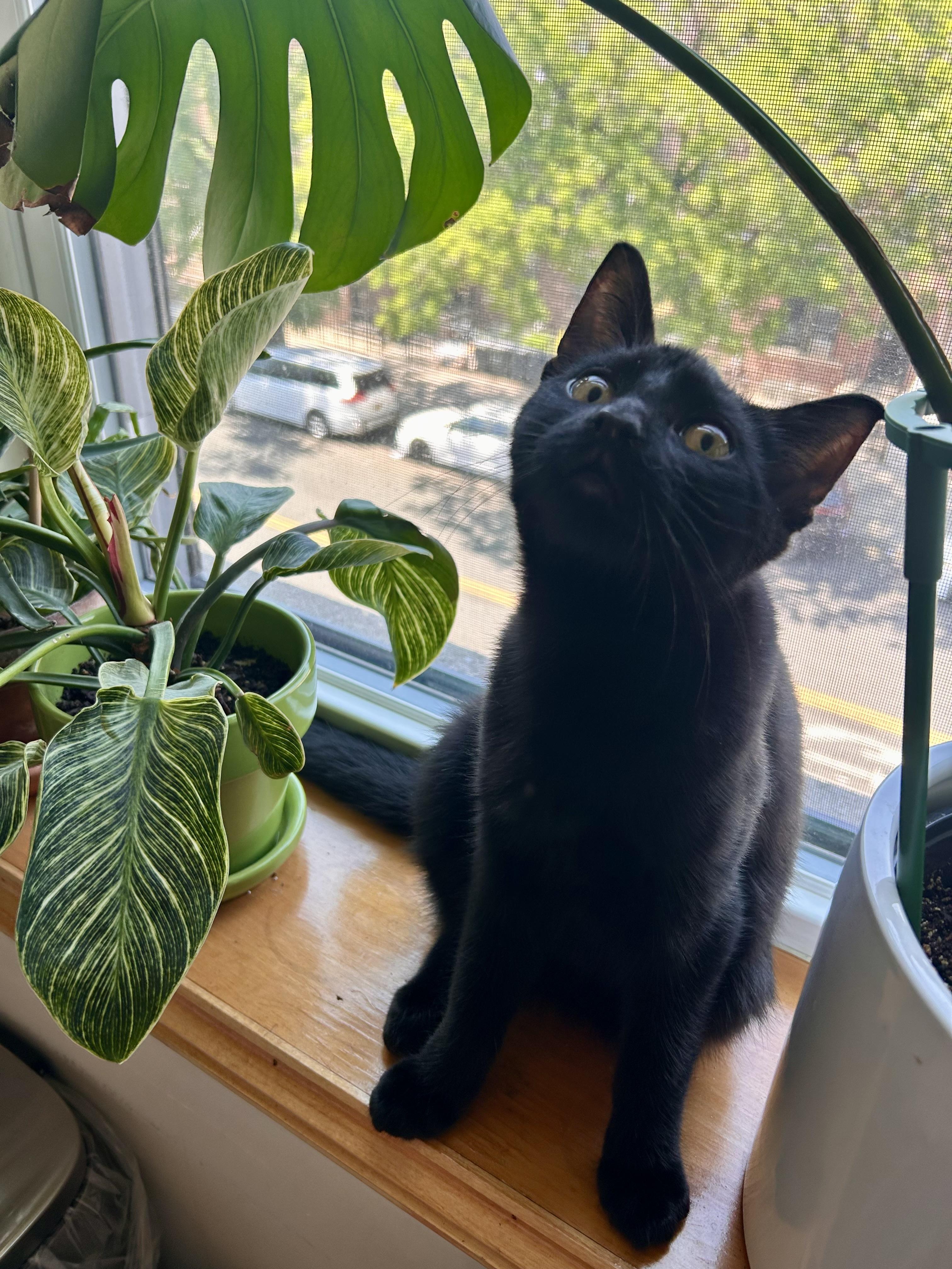 Jet, an adopted Domestic Short Hair in Flushing, NY image 2/6
