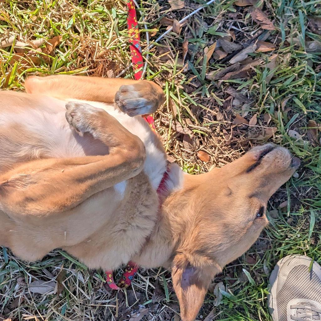 Anton — thumbnail 4