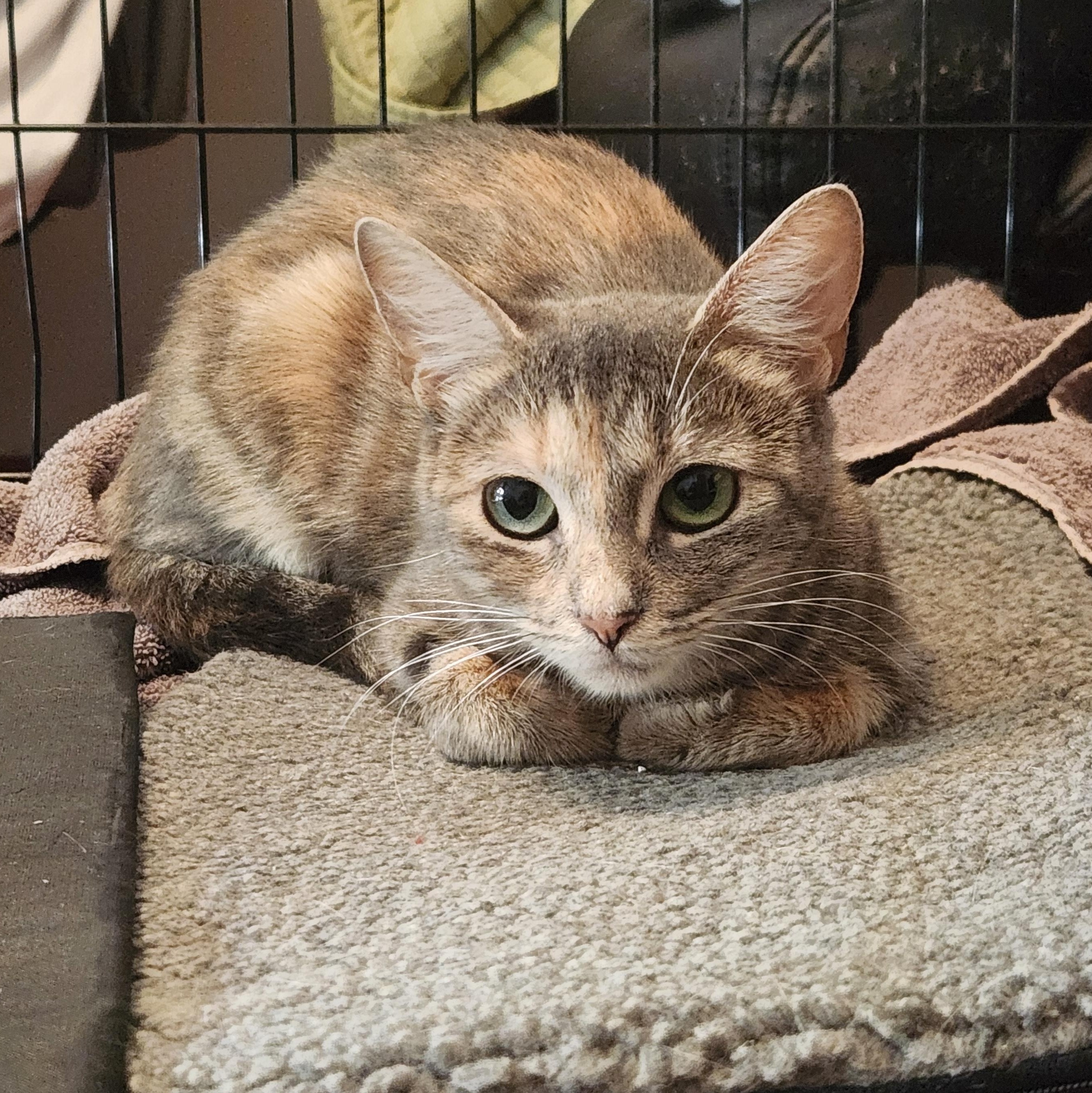 Apple, Adopted, Young Female Domestic Short Hair.