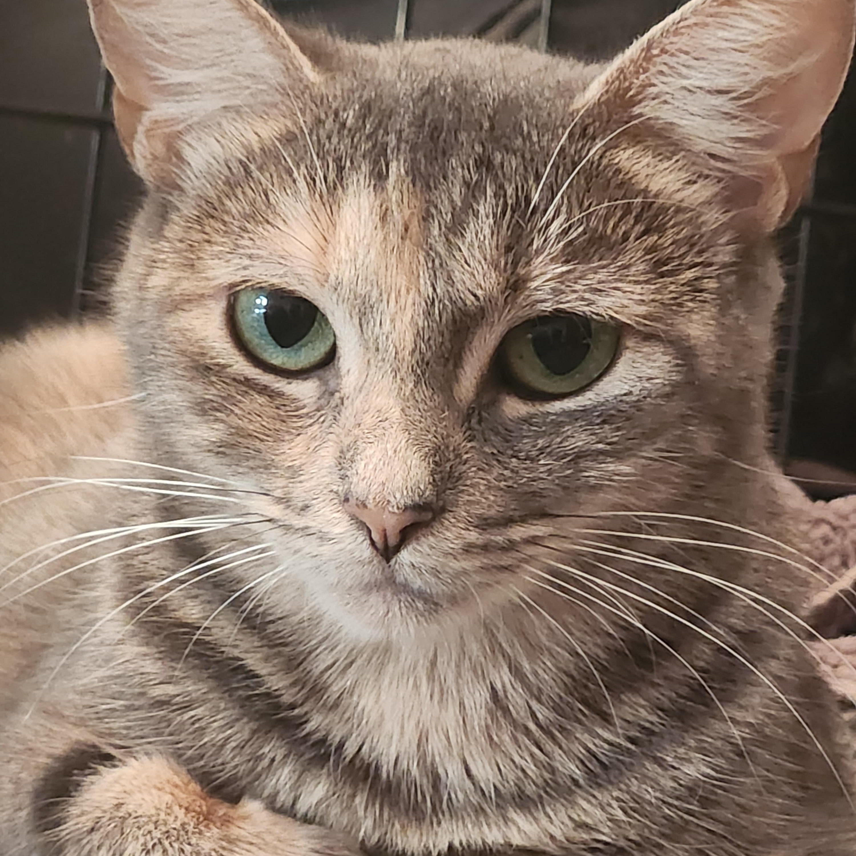 Apple, a Adopted Domestic Short Hair in Blacksburg, VA image 1/2