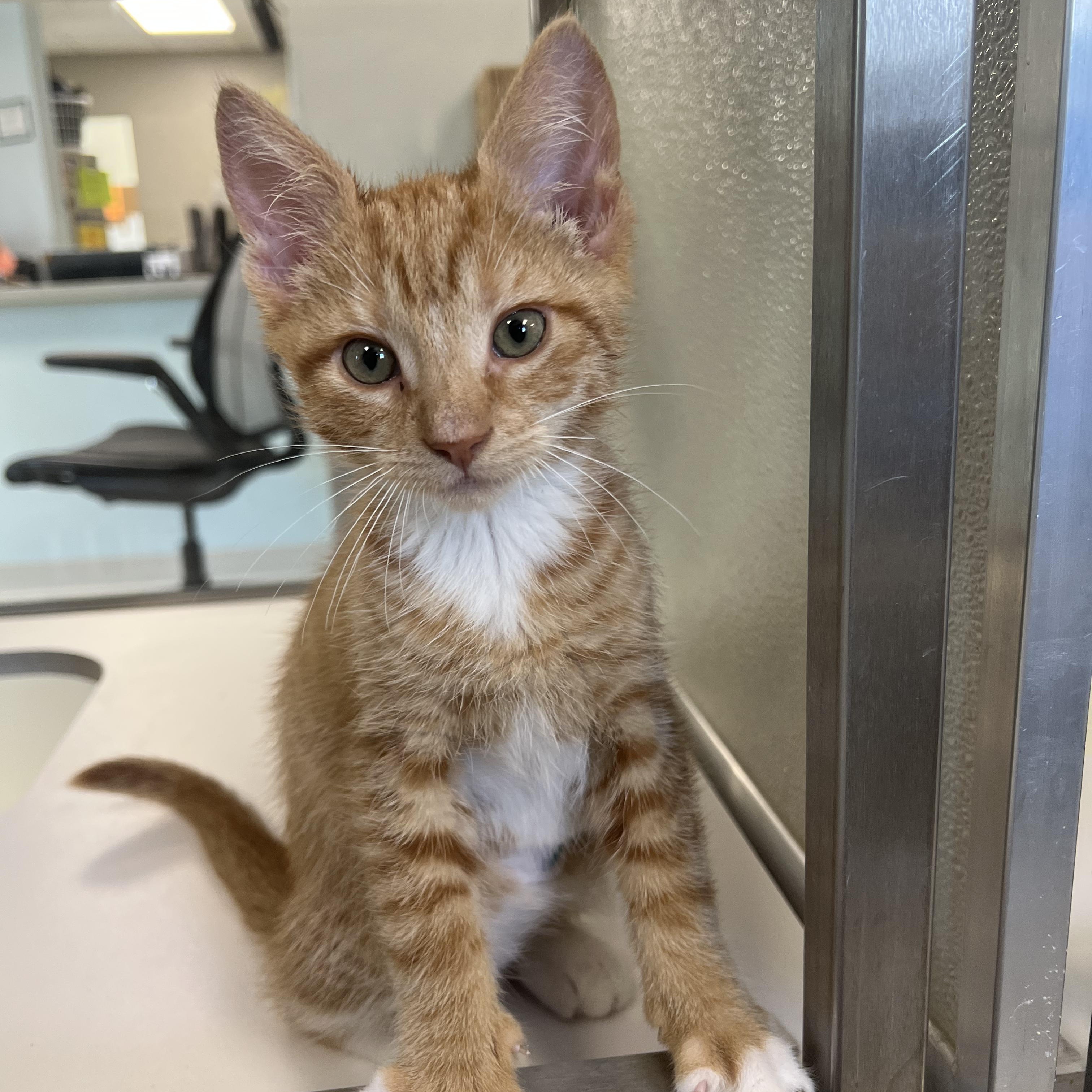 Alex, ADOPTABLE, Kitten Male Domestic Short Hair.