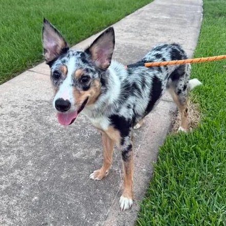 Muffin, adopted, Young Female Australian Shepherd & Border Collie.