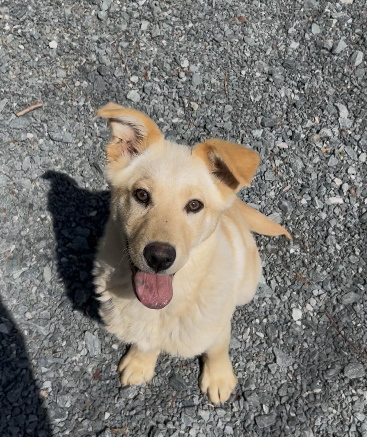 Enlarge Spaz, an adopted mixed breed in Germanton, NC image 4/4