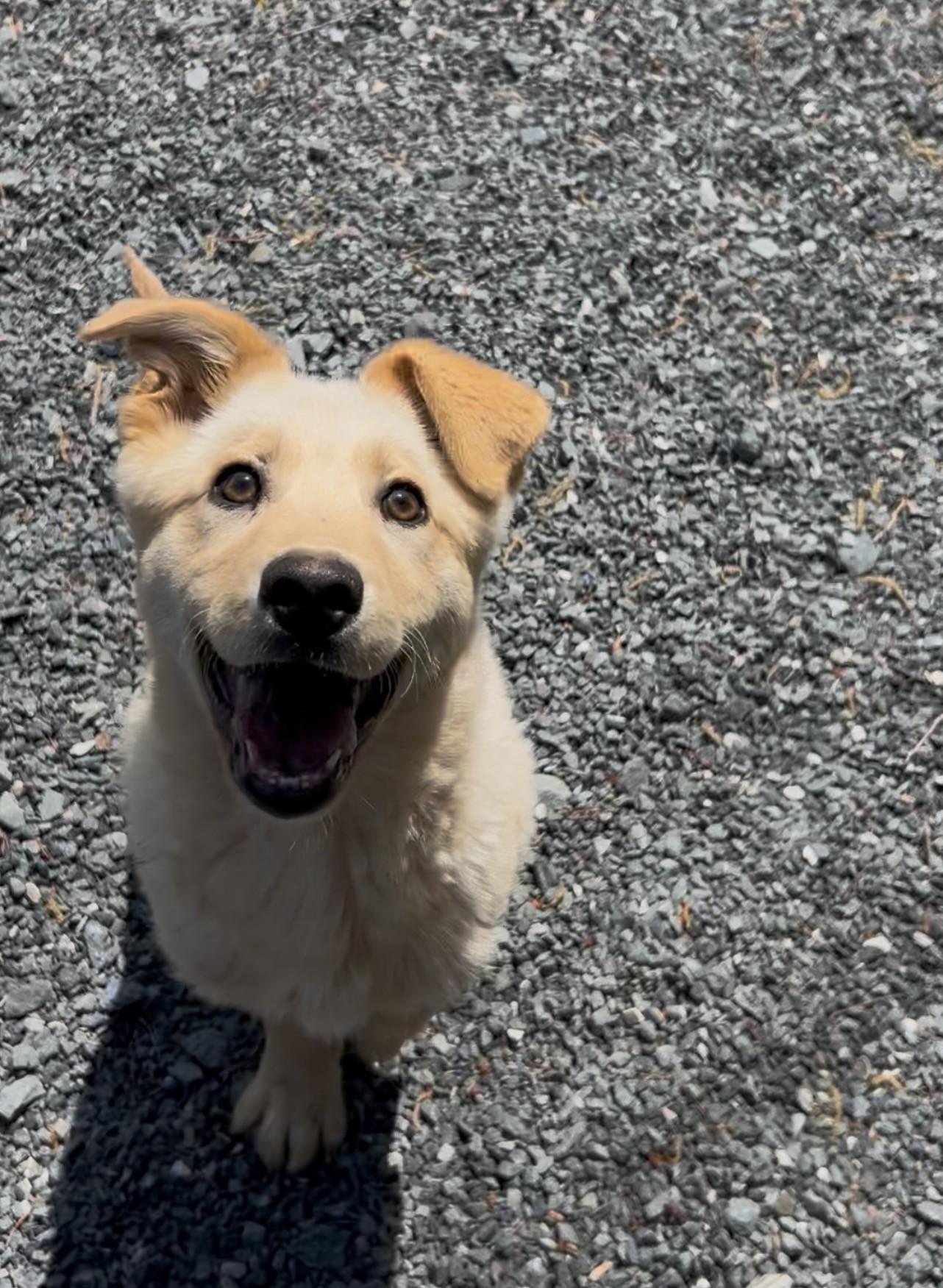 Enlarge Spaz, an adopted mixed breed in Germanton, NC image 3/4