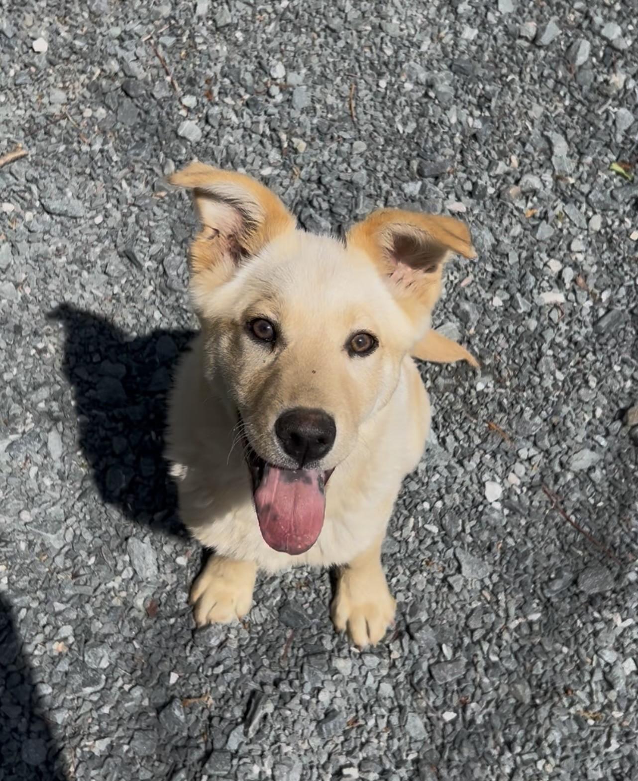 Enlarge Spaz, an adopted mixed breed in Germanton, NC image 1/4