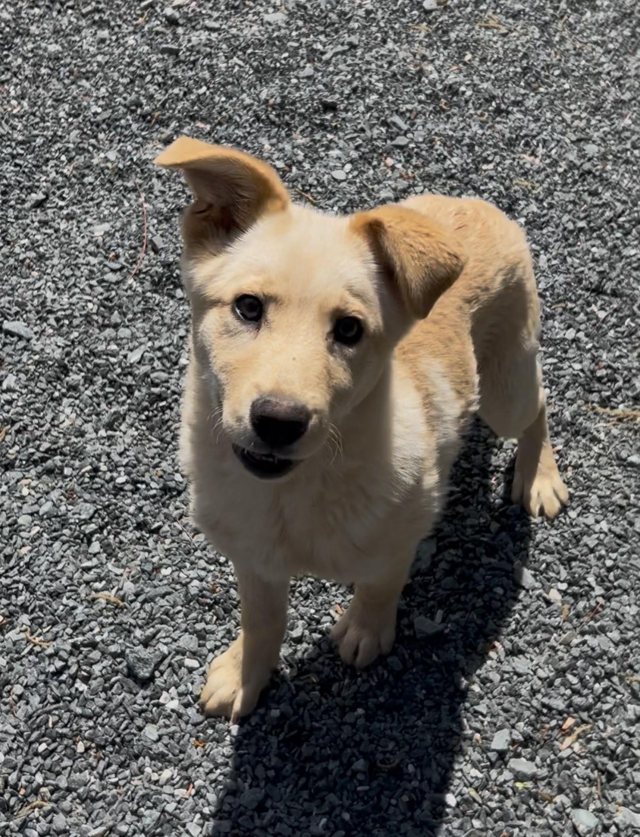 Enlarge Spaz, an adopted mixed breed in Germanton, NC image 2/4