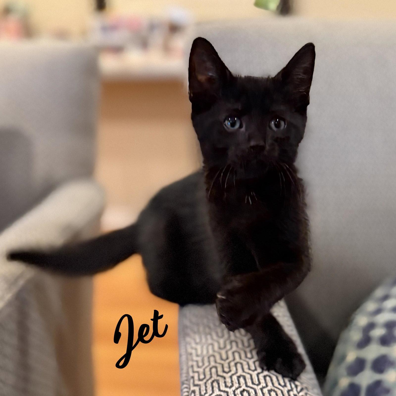 Jet #gemstone-trio, a Adopted mixed breed in Houston, TX image 2/3