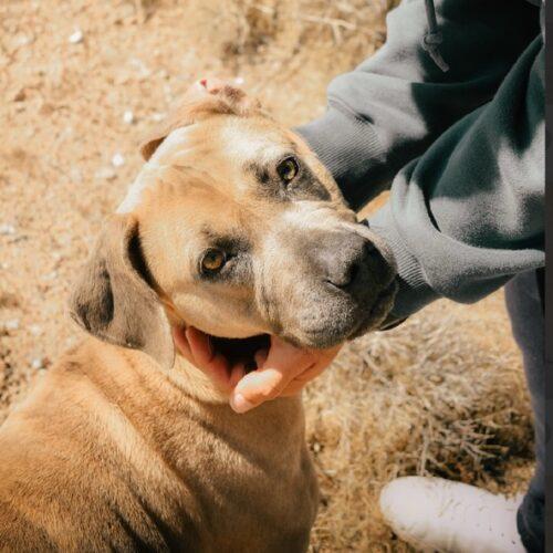 LILAC, a Adoptable mixed breed in San Juan Capistrano, CA image 3/5