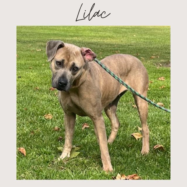 Enlarge LILAC, a Adoptable mixed breed in San Juan Capistrano, CA image 1/5