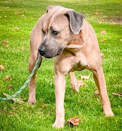 LILAC, a Adoptable mixed breed in San Juan Capistrano, CA image 5/5