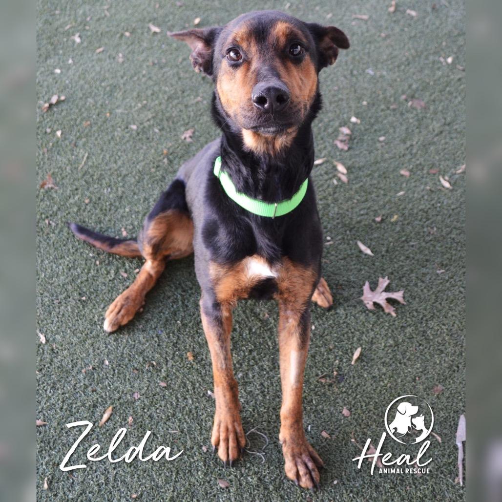 Zelda, a Adoptable mixed breed in Youngwood, PA image 1/3