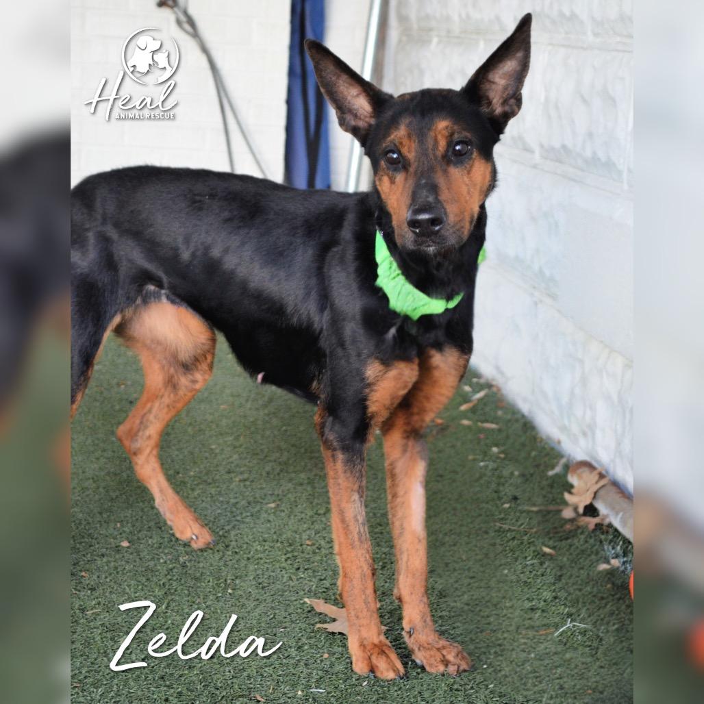 Zelda, a Adoptable mixed breed in Youngwood, PA image 2/3