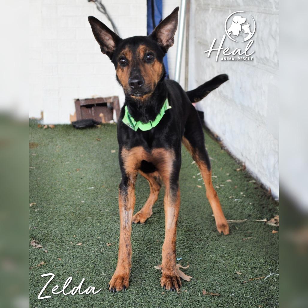 Zelda, a Adoptable mixed breed in Youngwood, PA image 3/3