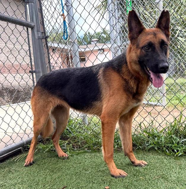 Enlarge QUEEN, a Adoptable Mixed Breed in Columbia, SC image 1/1
