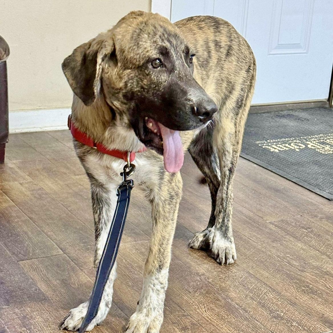Nate, an adoptable Anatolian Shepherd in Jerome, ID, 83338 | Photo Image 5